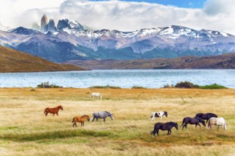 Herd of wild horses graze on the yellow grass. Lagoon Azul is mountain lake near three rocks -