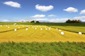 Mown grass folded into a neat stack and is packaged in white plastic bags. Rural field after