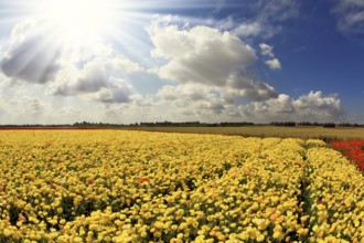 The spring sun shines brightly gorgeous flowers. Picturesque field of beautiful yellow buttercups