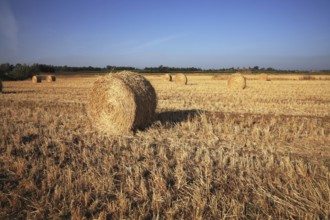 Field after harvest. Rick gathered wheat left to dry in the sun
