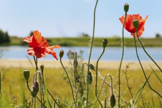 Red Poppies in landscape near the river