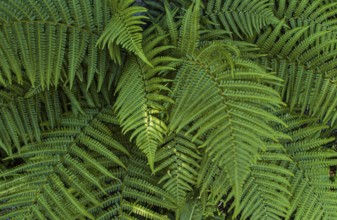 Beautiful green fern leaves in a forest