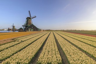 Amsterdam Netherlands, Dutch Windmill and traditional house at Zaanse Schans Village with tulip