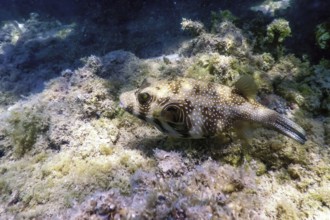 White-spotted puffer Underwater (Arothron hispidus) Marine life