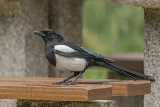 Eurasian Magpie (Pica pica) searching for leftover food left on a highway rest area. France