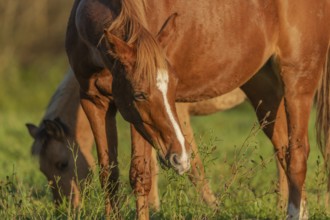 Horse portrait in a pasture in autumn. Alsace, France