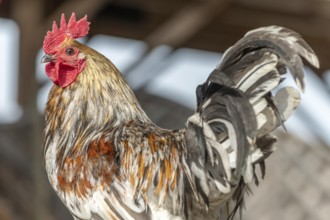 Rooster in a farmyard. Educational Farm, rhinau, alsace, france