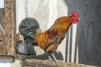 Portrait of a Rooster crowing in a farmyard. Educational Farm, Alsace