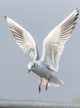 Black-headed Gull in flight near the Rhine. France