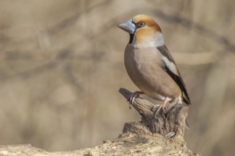 Hawfinch (Coccothraustes coccothraustes) resting on a branch in the forest in winter. Alsace,