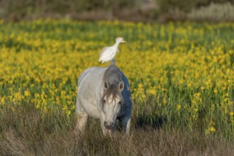 Camargue horse and cattle egret (Bubulcus ibis) in symbiosis in a marsh blooming with yellow irises