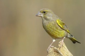 Greenfinch (Carduelis chloris) on a tree branch in winter. Alsace, France
