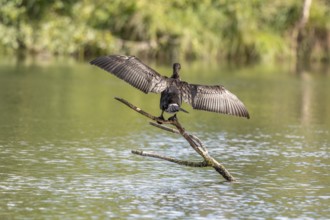 Great cormorant (Phalacrocorax carbo) drying its wings in the sun. Bas-Rhin, Collectivite