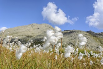 Cottongrass meadow in the Alps in a valley of the Grand Paradis National Park