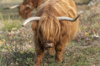 Highland cattle in a pasture in autumn in France
