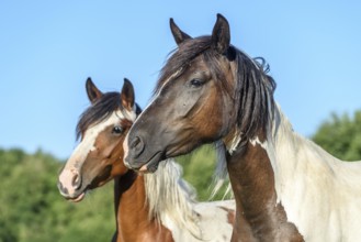 Ponies in a pasture in the French countryside