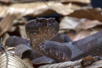 Flat nose pit viper hiding inside a leaves