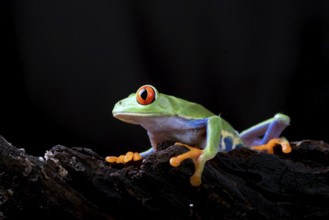 Red eyed tree frog in black background