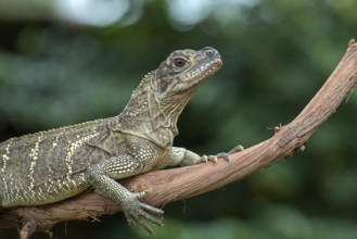 Spiny tailed iguana on a tree