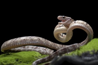 Dog-toothed Cat Snake in attack position