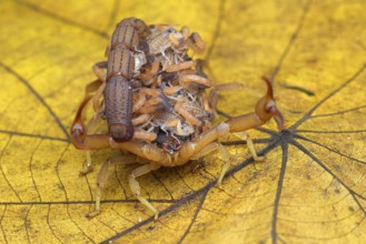 Scorpion brings babies on its back