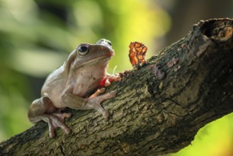 White-lipped tree frog