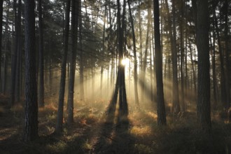 Autumn coniferous forest in foggy weather during sunrise, October, Poland