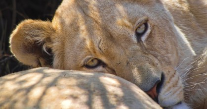 Lion, Panthera Leo, Wildlife Reserve, South Africa