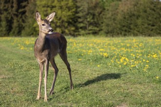 Roe deer in graß, Capreolus capreolus. Wild roe deer in spring nature