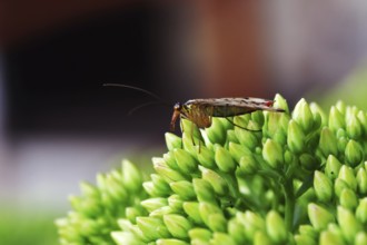Common scorpionfly