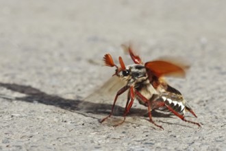 Cockchafer taking off