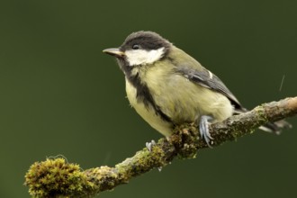 Great tit on branch. Perched Great Tit
