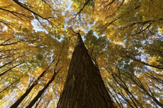 Nature, autumnal forest, view from below into the tree tops, Province of Quebec, Canada