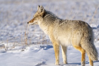 Prairie Coyote Canada wild animal in Saskatchewan rural