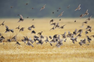 Starlings, flying in flocks, Sturnus vulgaris, European starling, passerine birds