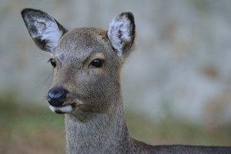 Cervus nippon (hortulorum)