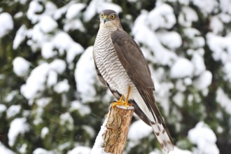Habicht im Winter