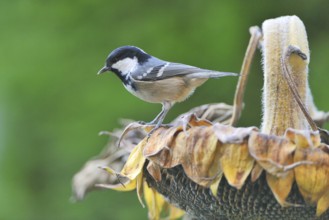 Periparus ater, (Parus ater)