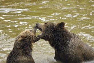 Brown bears frolic in the water.brown bears frolic in the water