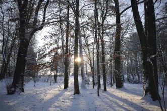 Winter morning in the park, with back-light