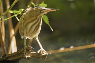Little Bittern standing on branch with green leaves looking from the right