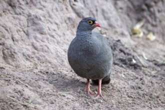 Red-Billed Spurfowl, Pternistis adspersus, at the Waterberg, Frankolin, Namibia