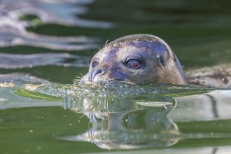Harbor Seal (Phoca vitulina) in Water