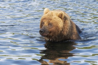 Hungry Kamchatka brown bear stands in river, looking around in search of food, red salmon fish.