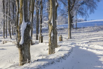 The entrance to a beech forest