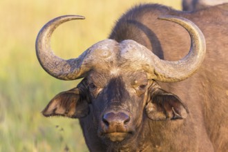 African Buffalo closeup