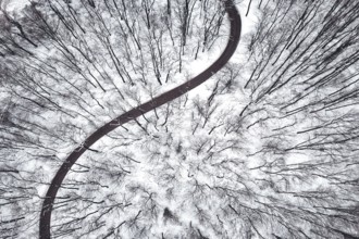 Winter forest and Road. Top view