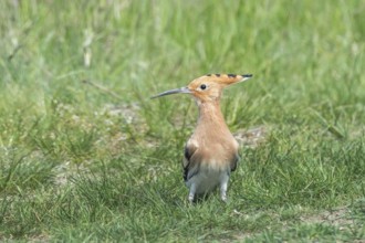 Hoopoe, Common Hoopoe (Upupa epops) Eurasian Hoopoe