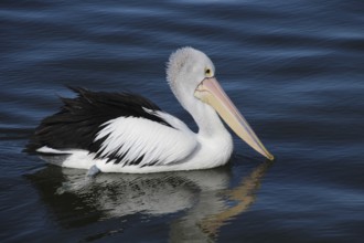 Spectacled Pelican (Pelecanus conspicillatus) on the Lakes Entrance in the state of Victoria,