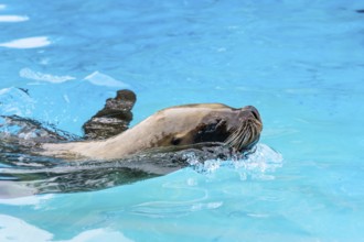 Close up detail of sea lion (Eumetopias jubatus) swimming in clear clean blue water